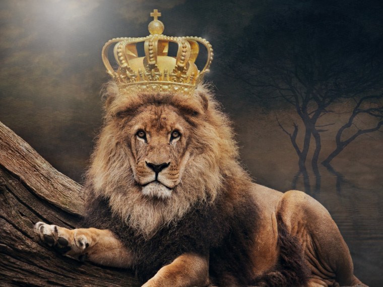 Лев Король зверей