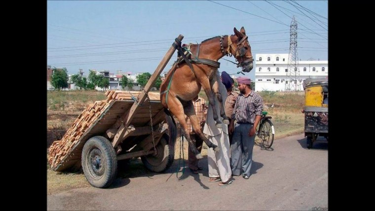 Демотиваторы про лошадей