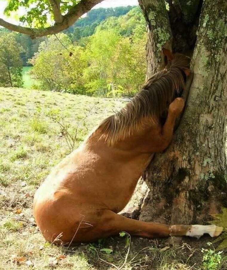 Обиженная лошадь