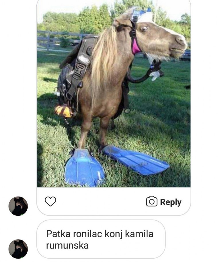 Демотиваторы про лошадей