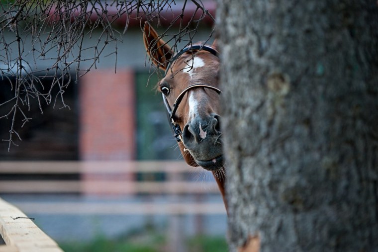 Лошадь из за угла