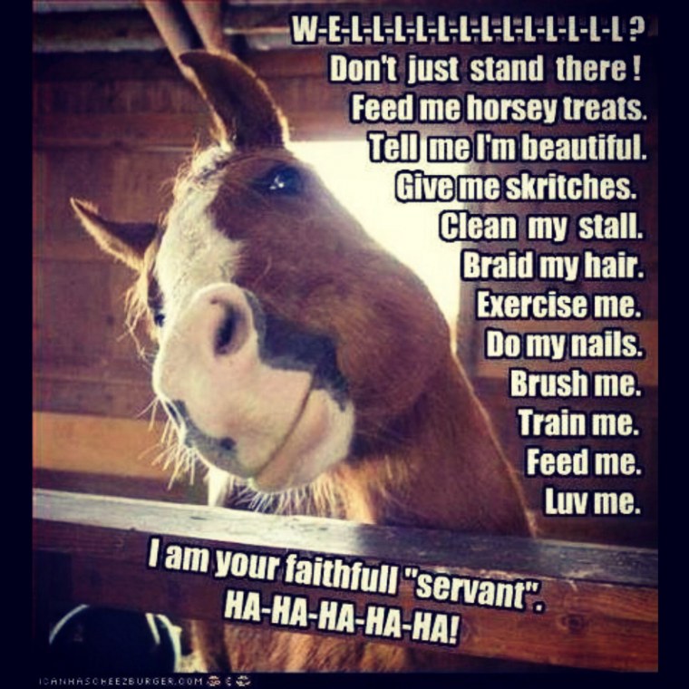 Цитаты про коней смешные