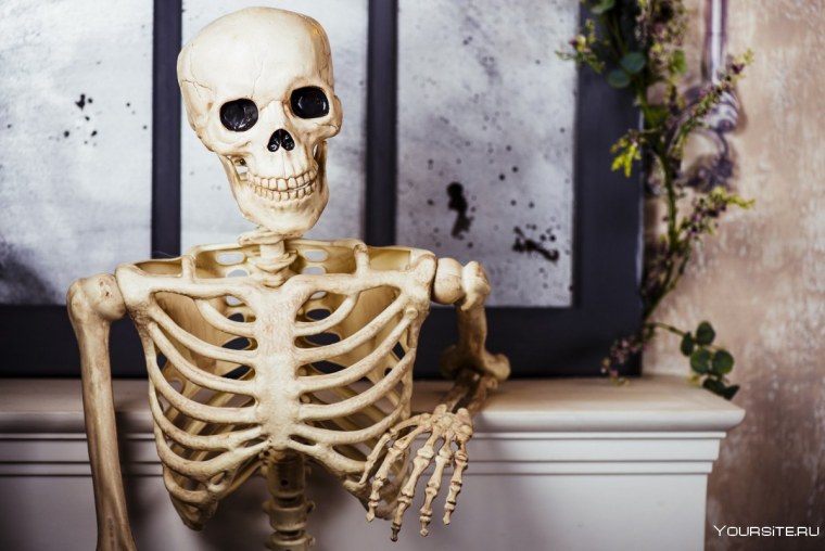 Скелет рентген