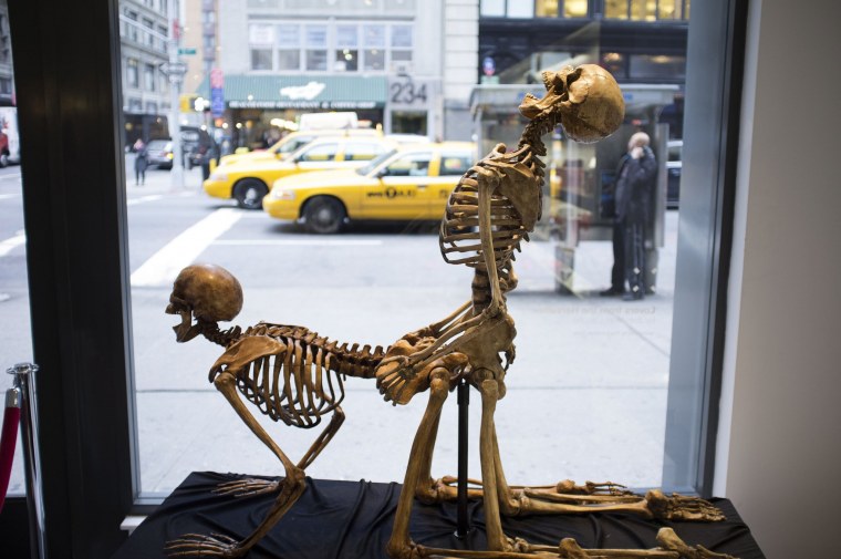 Скелет человека