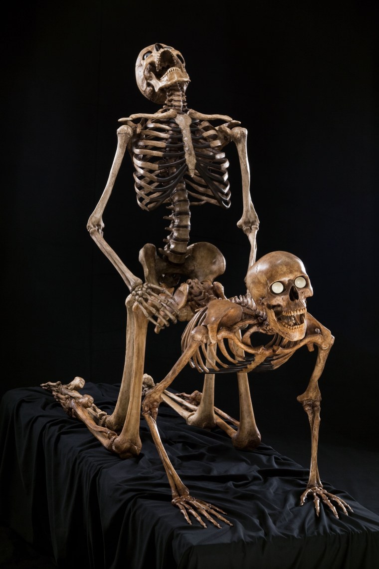 Скелет в очках