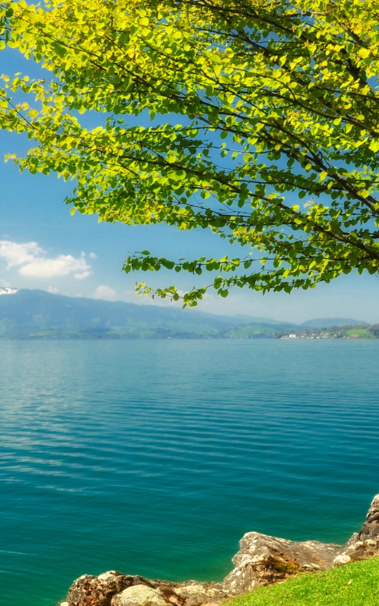 Природа лес озеро