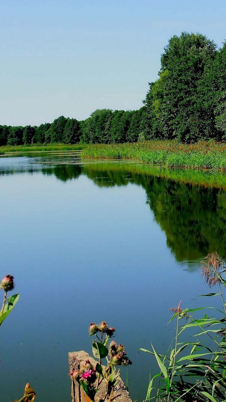 Лес горы Алтай