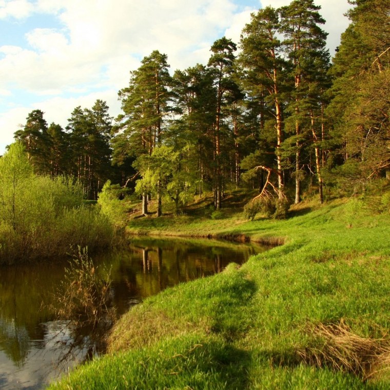Озеро в лесу