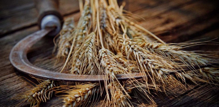 Жатва пшеницы серпом