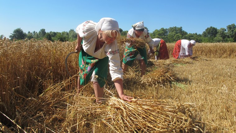 Жатва на поле Амишей