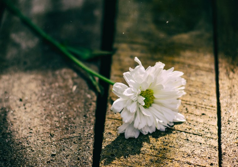 Одинокий цветок