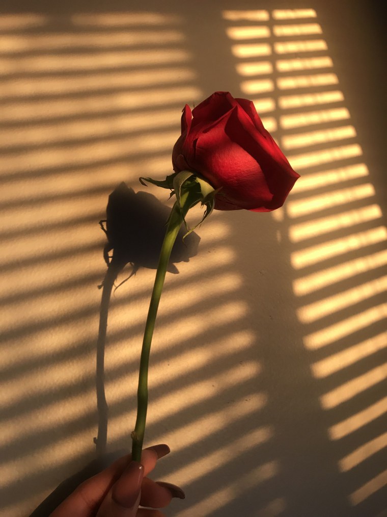 Розы Эстетика