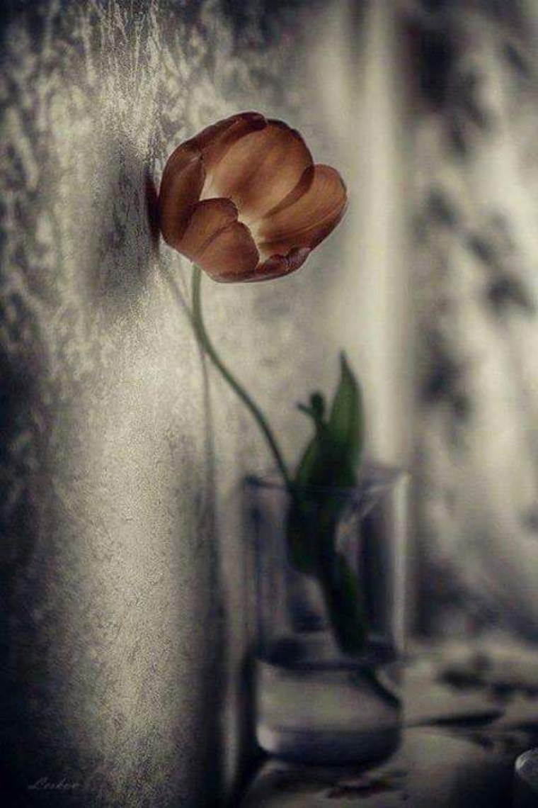 Цветок одиночества