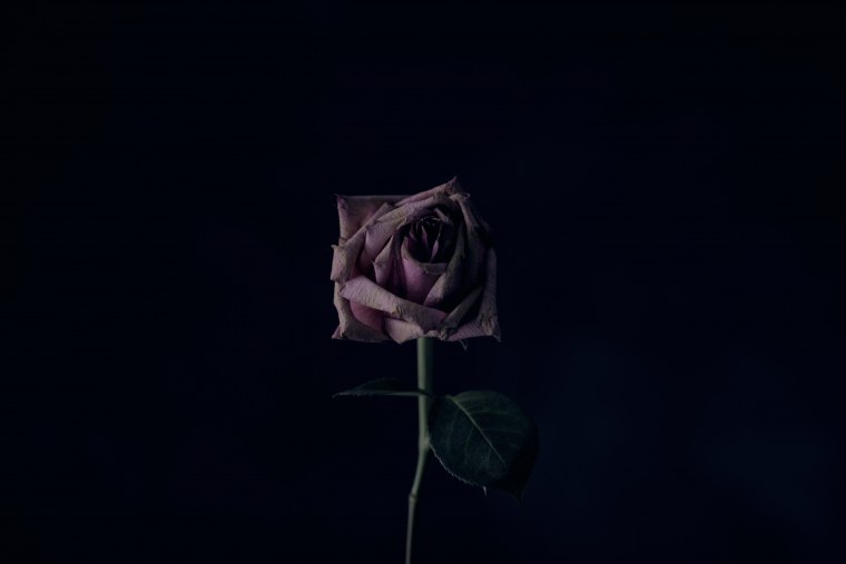 Завявшая роза на чёрном фоне