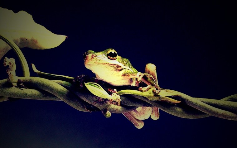 Эстетика лягушки инди КИД