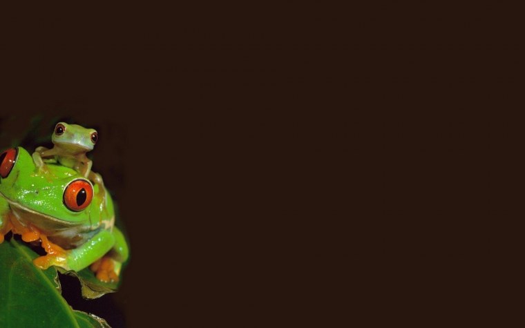 Лягушка на черном фоне