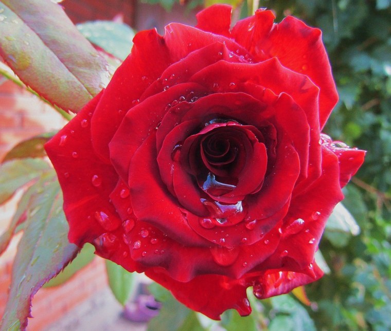 Плачущая роза картинки