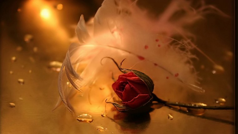 Черно красные розы