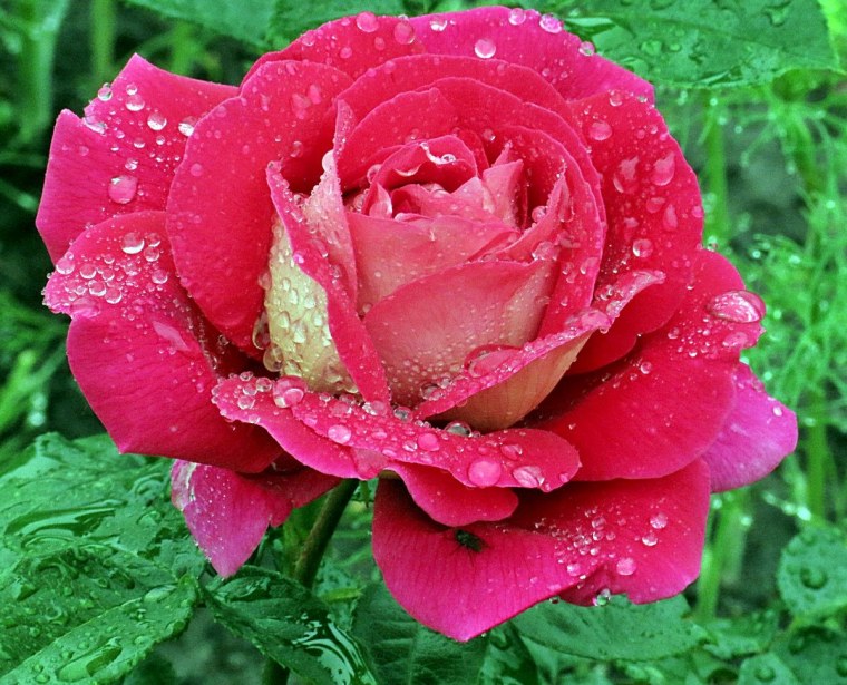 Роза Нобиус