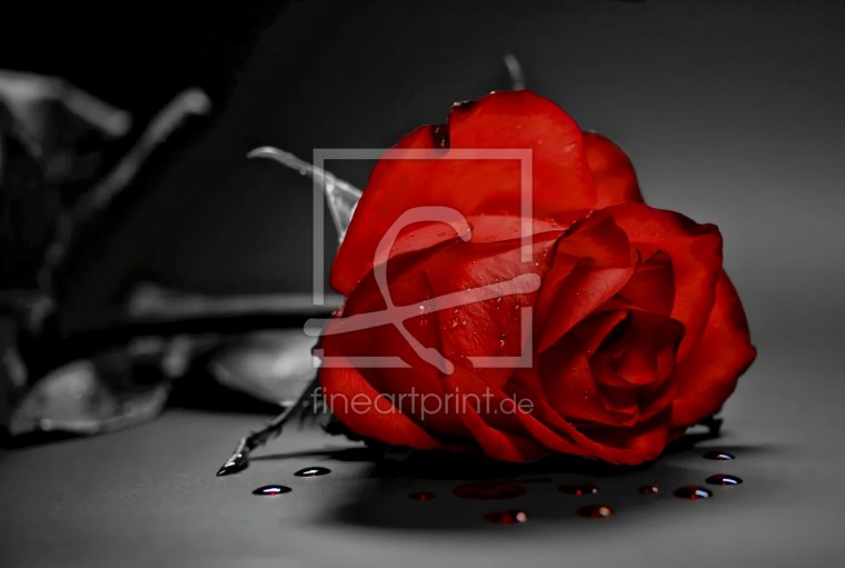 Печальная роза