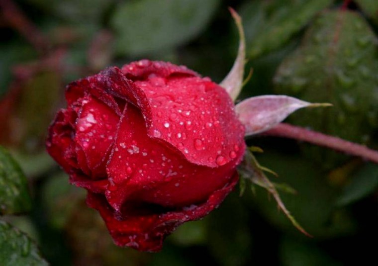 Плачущая осенняя роза