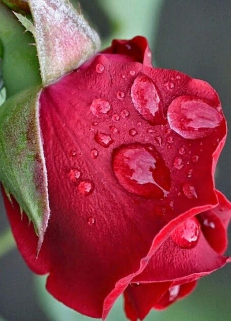 Бутон в росе