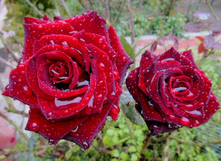 Роза флорибунда