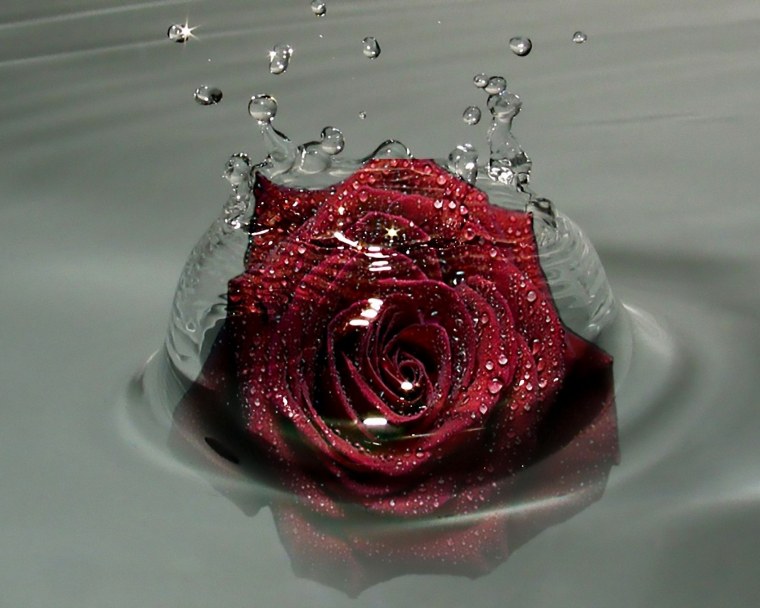 Красный цветок в воде