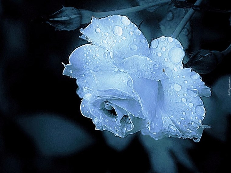 Одинокая роза