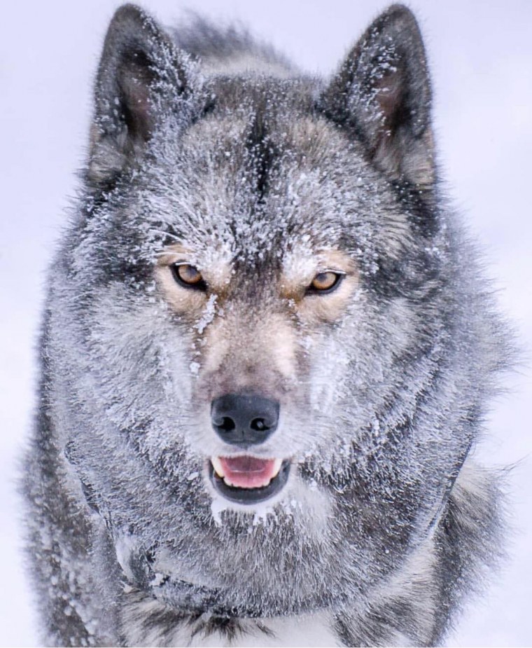 Забивной волк