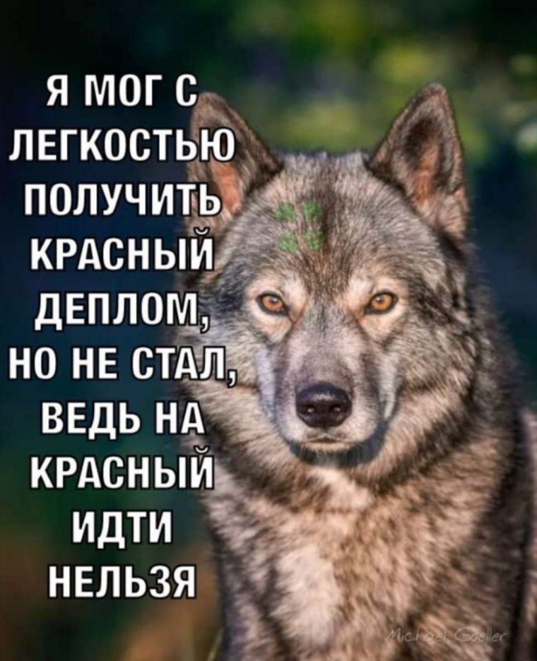 Волк безумно