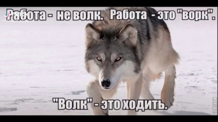 Волк это ходить ворк это работа