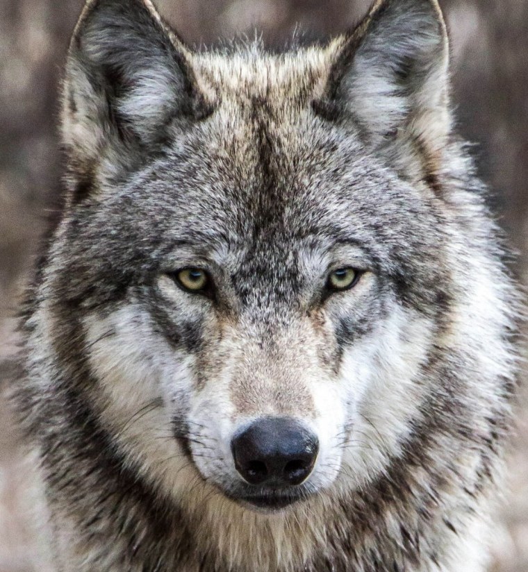 Картина волки