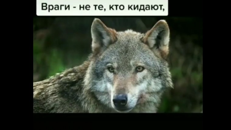 Волки в Смоленской области