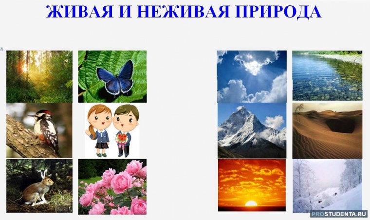 Живпя иине Живая припода