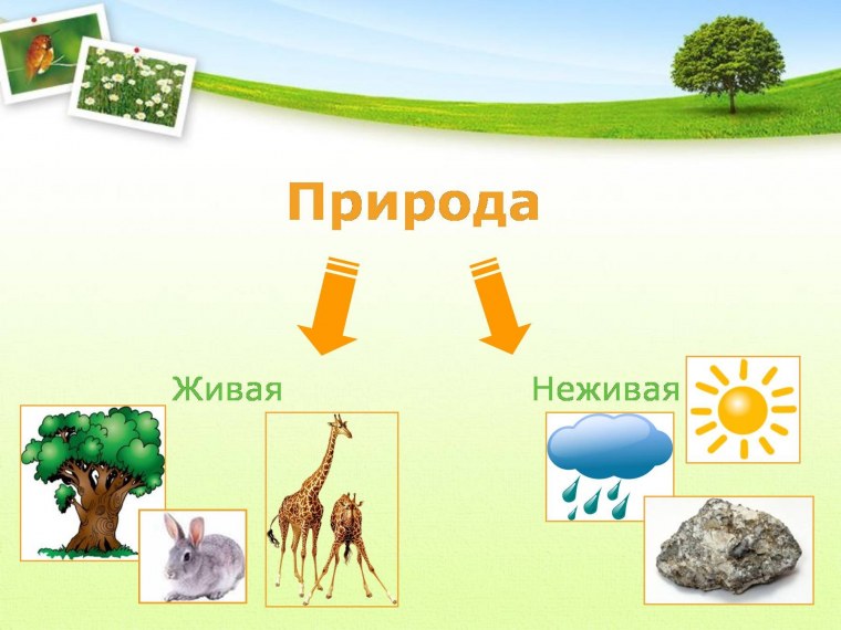 Живая и неживая приролд