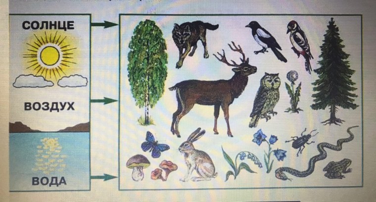 Схема живой и неживой природы 2 класс окружающий мир