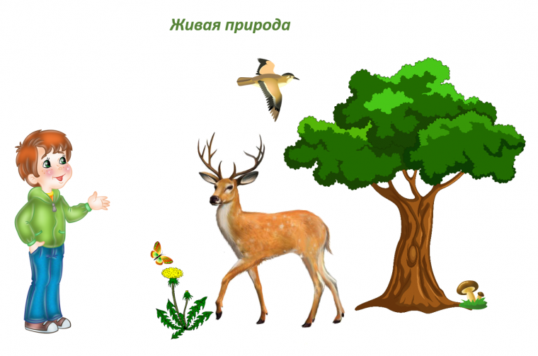 Живая природа для дошкольников