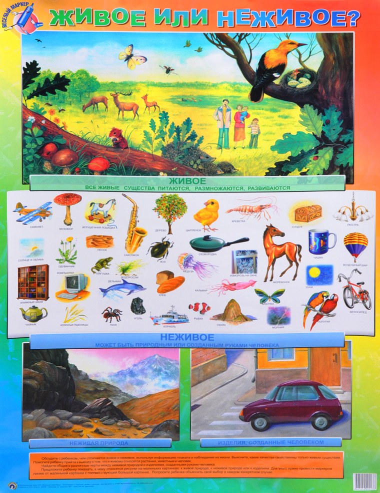 Живое неживое для детей