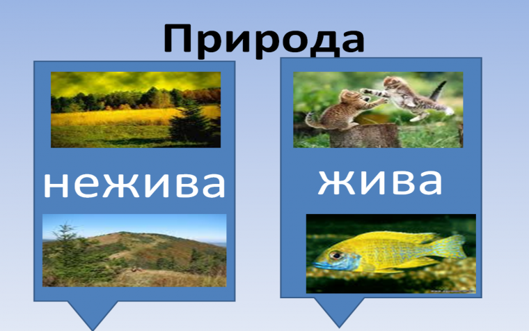 Проект Живая и неживая природа