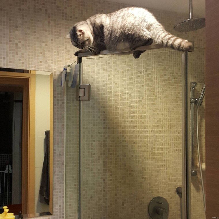 Смешной кот в душе