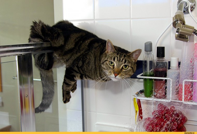 Кошачья душа