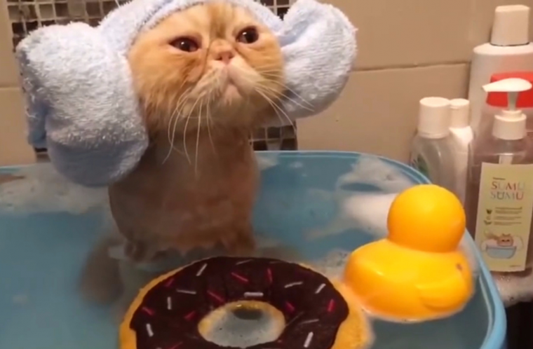 Котик купается в душе