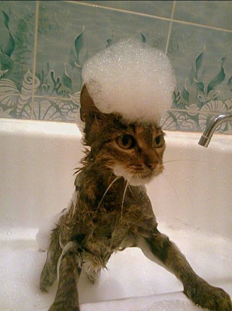 Мокрый котенок