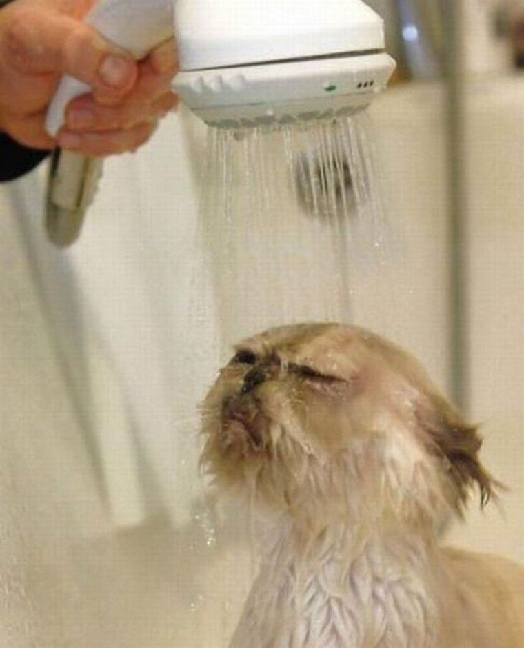 Кот под душем