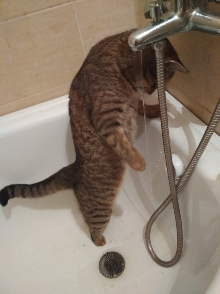 Кот под душем