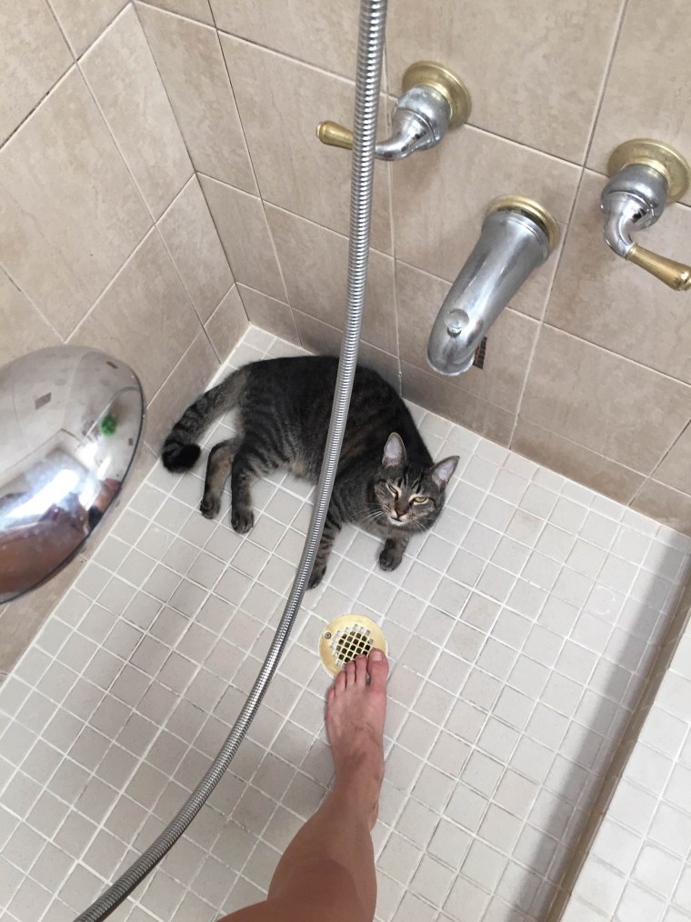 Кот под душем