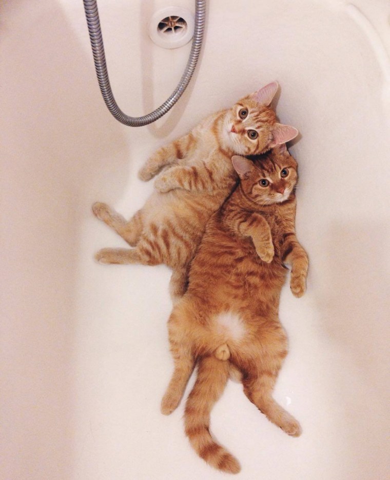 Рыжий кот в ванной