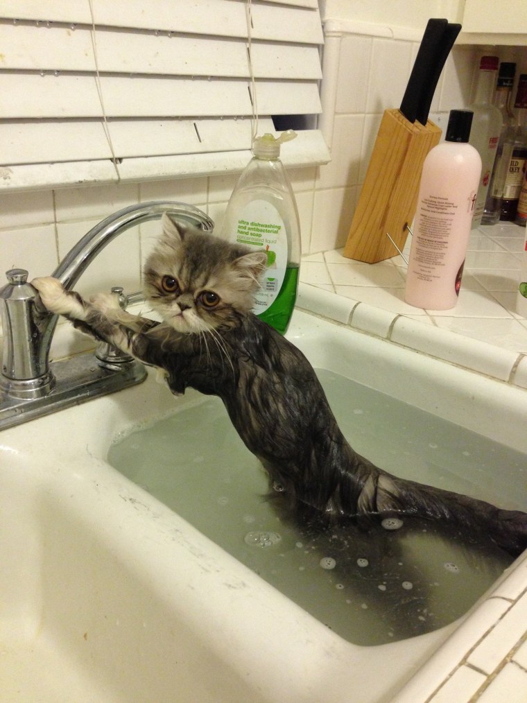 Котик в ванной