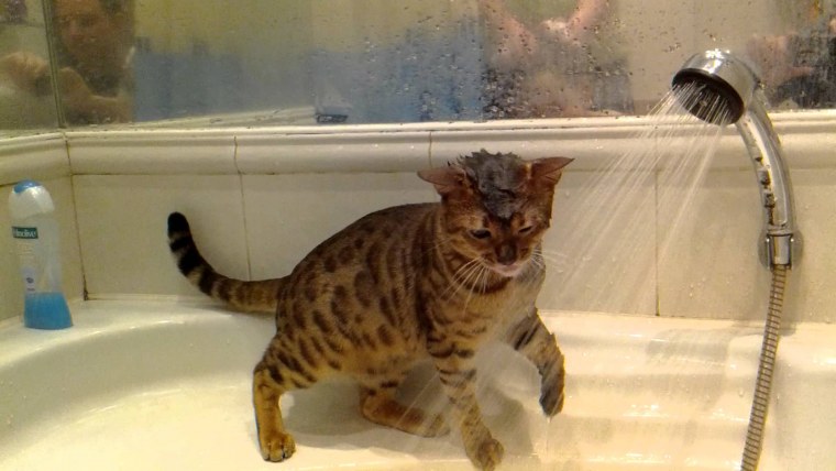 Кот моется в душе